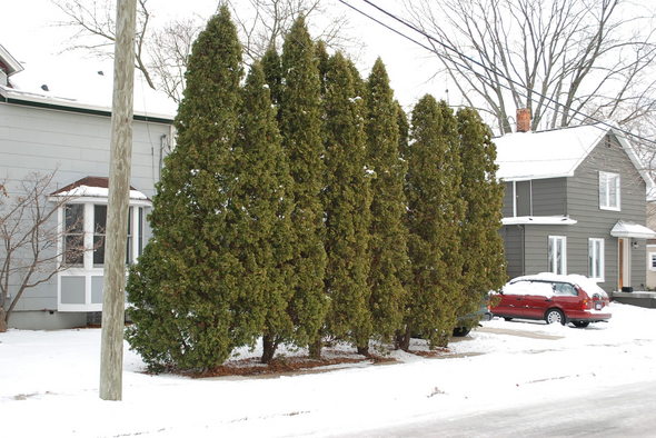 arborvitae hedge.JPG